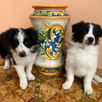 Cuccioli di Border Collie