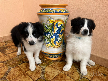 Cuccioli di Border Collie