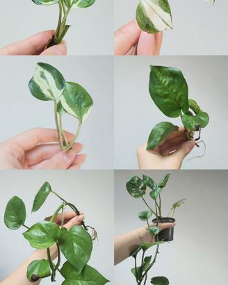 Piante da terrario/interno 🌿