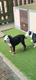 American bully black and white