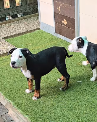 American bully black and white