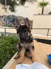 Cucciolo pastore tedesco
