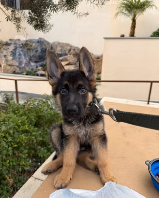 Cucciolo pastore tedesco