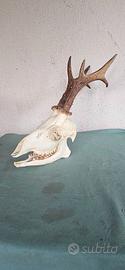 TESCHIO CRANIO CAPRIOLO VINTAGE CON CORNA MODERNAR