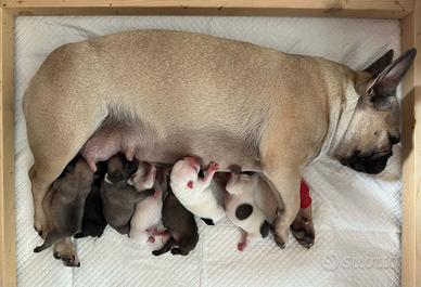 Cuccioli di Bulldog Francese con Pedigree ENCI