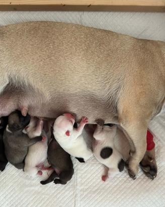 Cuccioli di Bulldog Francese con Pedigree ENCI