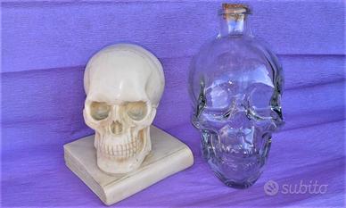 Teschi da collezione