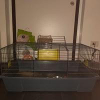 Gabbia e trasportino