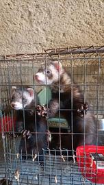 Furetti