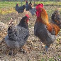 MARANS BLU e NERO RAMATO