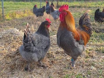 MARANS BLU e NERO RAMATO