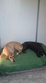 Cagnoline docili e affettuose