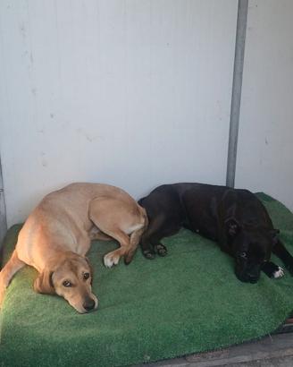 Cagnoline docili e affettuose