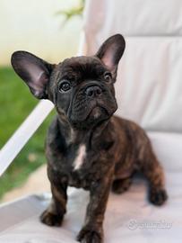 Bulldog francese