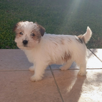 Jack Russell Terrier pelo ruvido