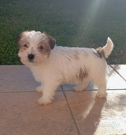 Jack Russell Terrier pelo ruvido