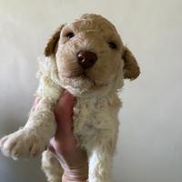 Lagotto romagnolo