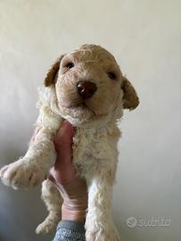 Lagotto romagnolo