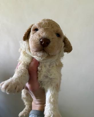 Lagotto romagnolo