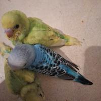 Cocorite allevata a mano