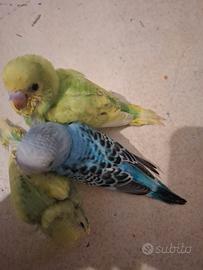 Cocorite allevata a mano