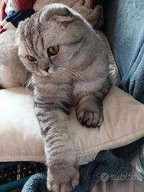 Gatto Scottish