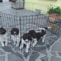 Cuccioli di Lagotto Romagnolo nati 2 maggio 2025