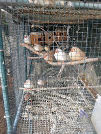 Diamanti \ Bengalini