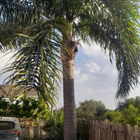 Cocus alto circa 20 mt