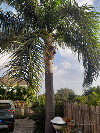 Cocus alto circa 20 mt