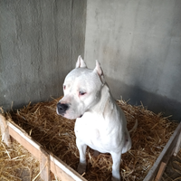 Dogo argentino per monte