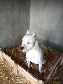Dogo argentino per monte