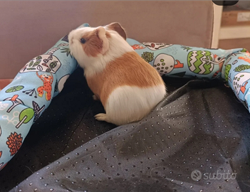 Cavie peruviane pelo lungo