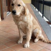 Golden retriver