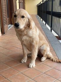 Golden retriver