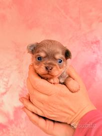 Chihuahua con Pedigree ENCI