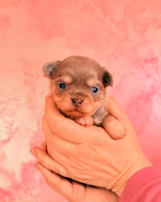 Chihuahua con Pedigree ENCI