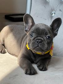 Bulldog francese