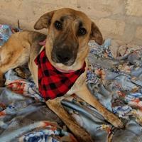 Sally cagnolina dolcissima ed educata