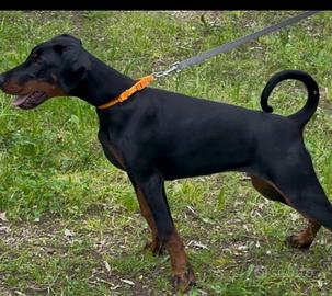 Cucciola dobermann