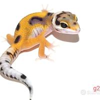 Baby geco leopardino, teca, insetti