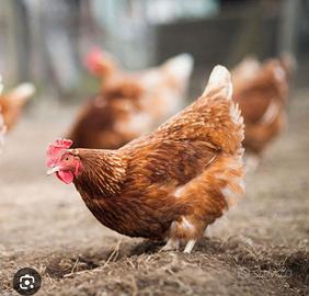 Galline ovaiole