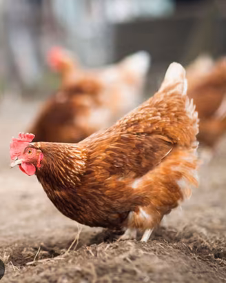 Galline ovaiole