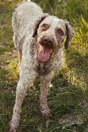 Lagotto