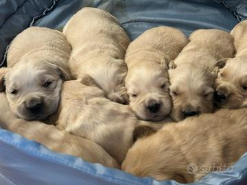 Cucciolata golden retriver