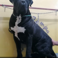 Cane Corso