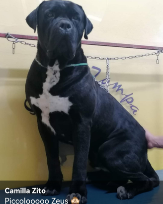 Cane Corso