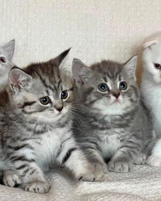 Scottish-fold e scottish-straight