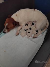 Jack russell cuccioli