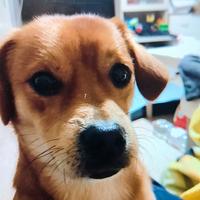 Cagnolino